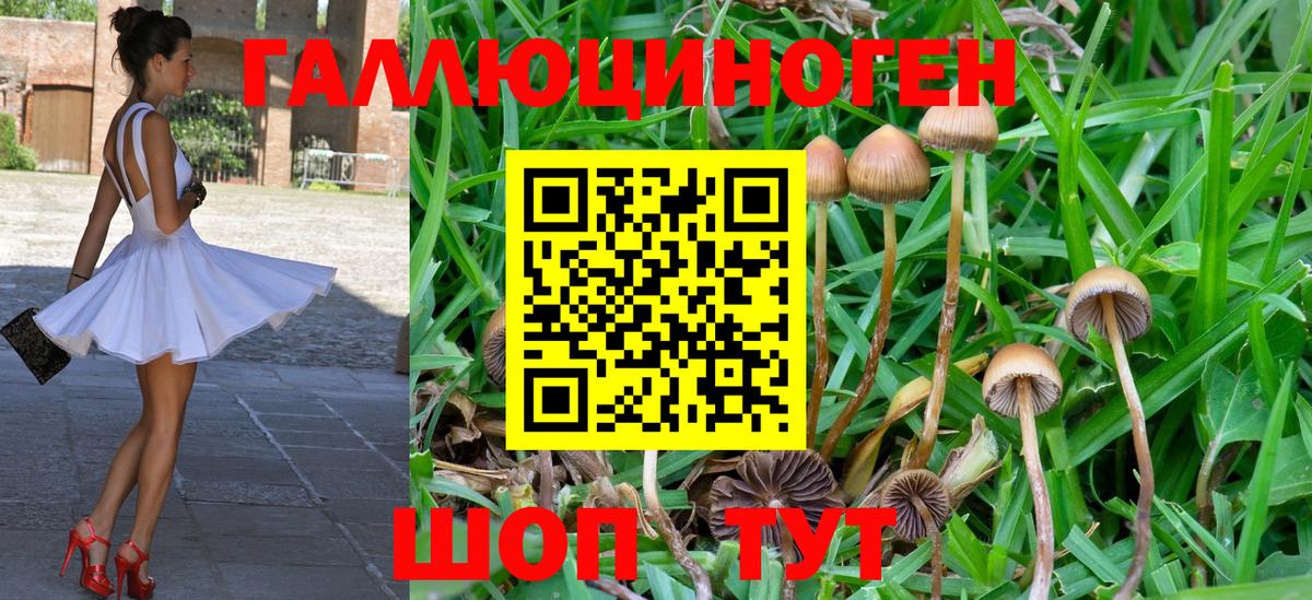Павловский Посад  Псилоцибиновые грибы мицелий  Вход с VPN 